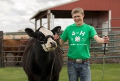 4H kid with a cow